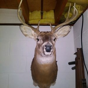 Meet your Posher, Karl